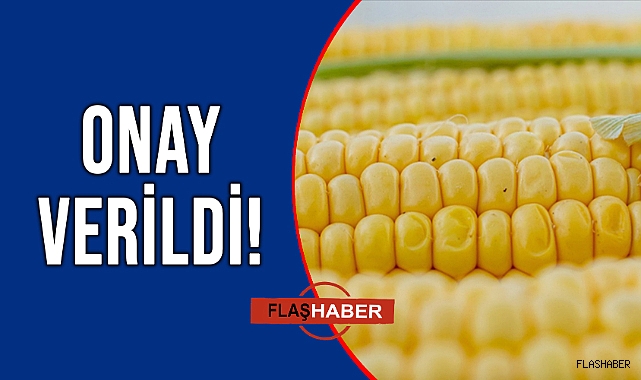 AB'DEN GENETİĞİ DEĞİŞTİRİLMİŞ MISIRA YEŞİL IŞIK!
