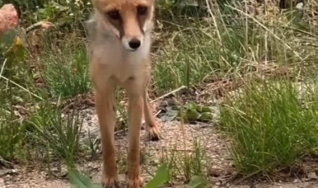 Aç kalan tilkiye ekmek verdiler