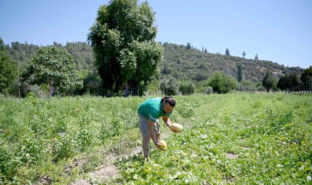 Adabahçe'yi yazın bereketi sardı