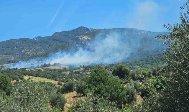 Adana'da orman yangını