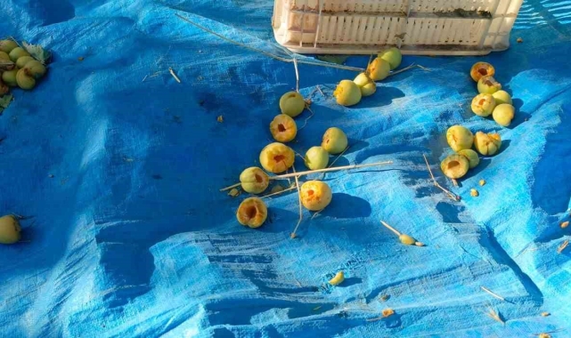 Ağaçlara ağaçkakanlar dadandı, kayısılar çöp oldu