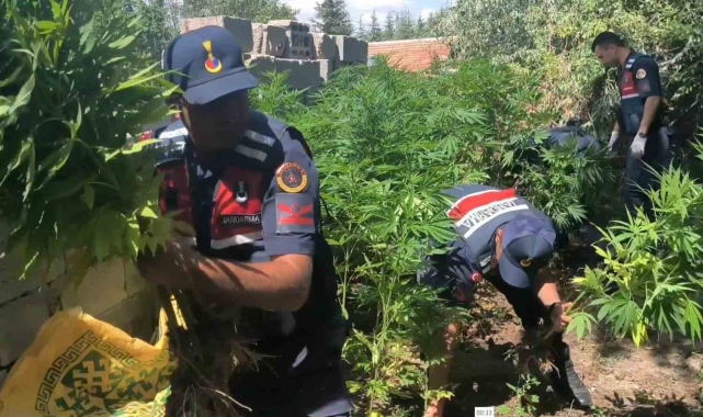 Aksaray'da müstakil evin bahçesinde 592 kök kenevir ve 4 kilo esrar ele geçirdi