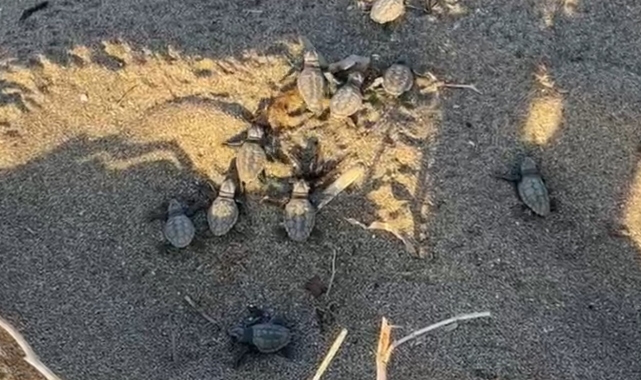 Alanya'da ilk yavru caretta carettalar denizle buluştu