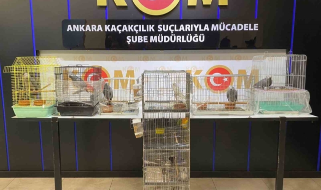 Ankara'da yasa dışı yollarla ülkeye getirilen 12 papağana el konuldu