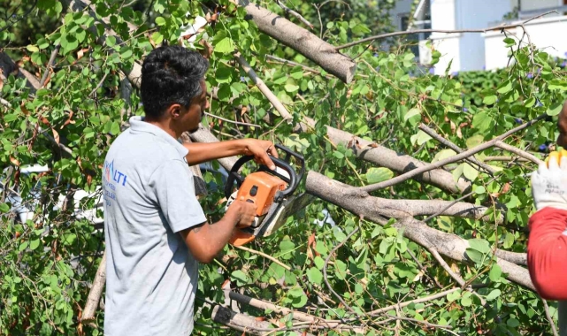 Antalya'da fırtına sonrası gece boyunca 'devrilen ağaç' mesaisi