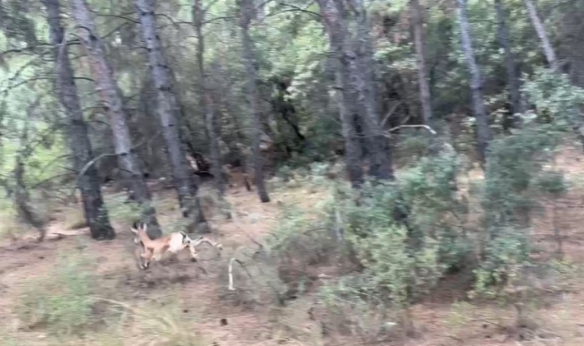 Antalya'da yaralı halde şehirde dolaşan yavru yaban keçisi yakalandı
