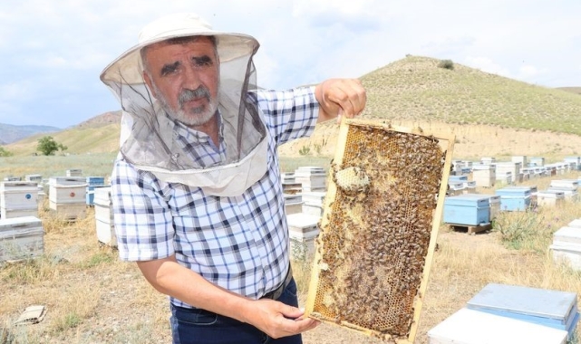 Arıcılıkta "Ana Arı" en önemli faktör