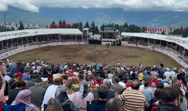 Artvin'in Kafkasör Yaylası'nda boğaların 43. randevusu nefes kesti