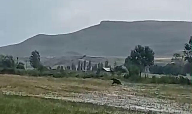 Aşkale'de ayılar çiftçileri korkutuyor