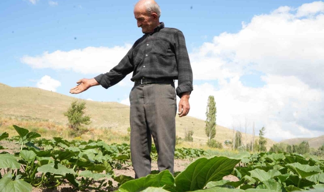 Ata tohumundan organik bal kabakları toprakla buluşturuldu