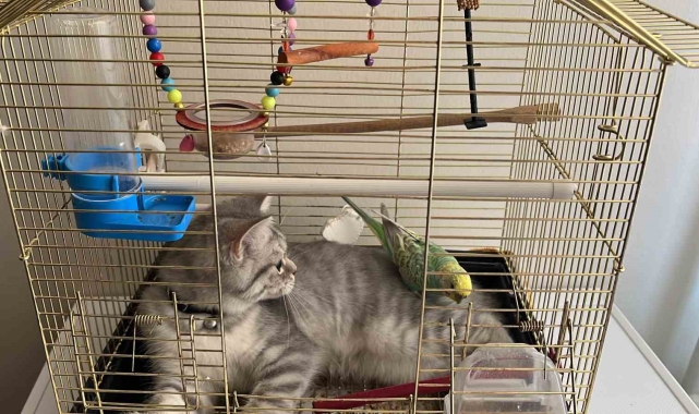 Avla avcı aynı kafeste, dostluklarıyla insanlığa örnek oluyorlar