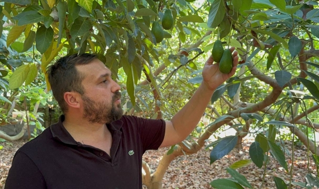 Avokadoda erken hasat uyarısı