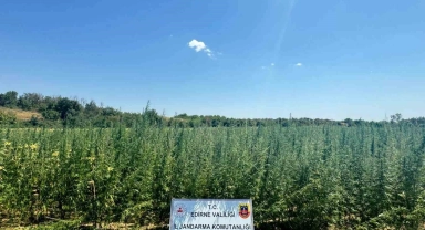 Ayçiçeği tarlasına 2 milyon kök kenevir ekti