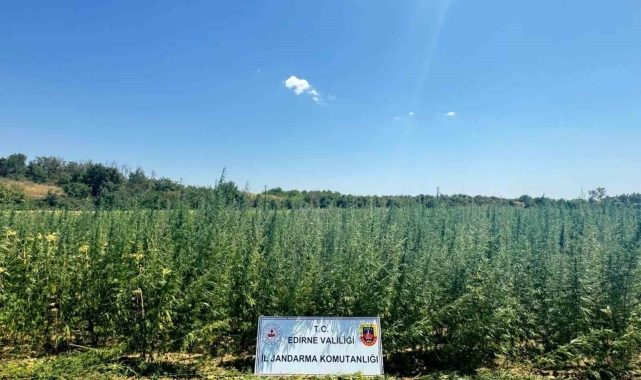 Ayçiçeği tarlasına 2 milyon kök kenevir ekti