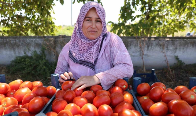 Aydın'da domates hasadı sürüyor