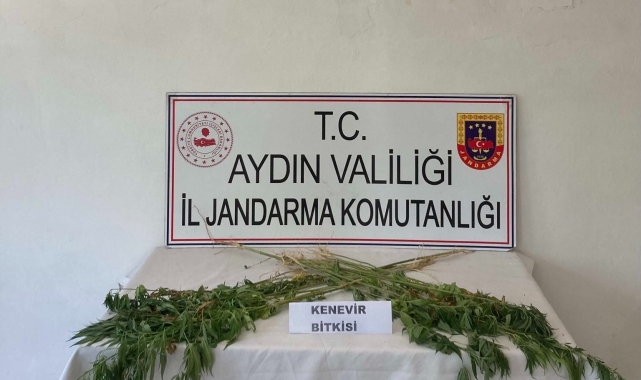 Aydın'da jandarma ekipleri uyuşturucuya geçit vermiyor