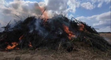 Babaeski'de 2 milyon kök kenevir imha edildi