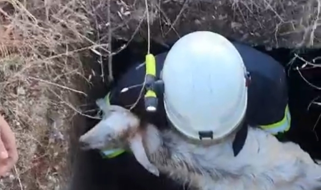 Babaeski'de kuyuya düşen kuzu kurtarıldı