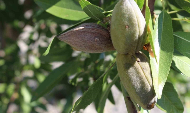 Badem Pazarlı üreticilere umut oldu