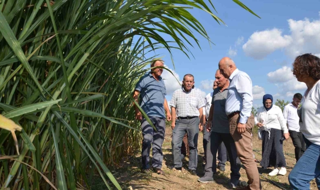 Bafra Ovası'nda maralfalfa yem bitkisi denemesi