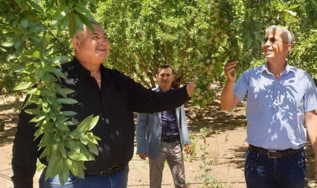 Başkan Turanlı: "Hububatta yaşanan sıkıntı badem de yaşanmasın"