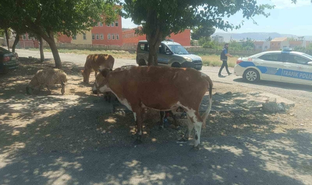 Batman'da başıboş hayvanların sahiplerine ceza kesildi