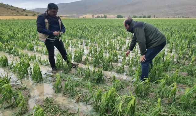 Bayburt'ta dolu ve sağanak ekili alanlara zarar verdi