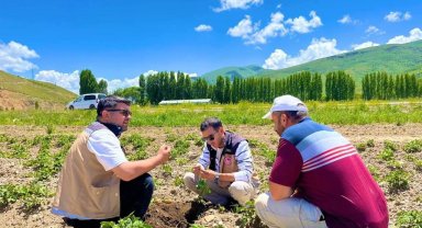Bayburt'ta patates ekili alanlarda hastalık ve zararlı kontrolleri yapıldı