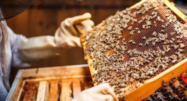 Bayraklı Belediyesinden yerel üreticiye kurs desteği