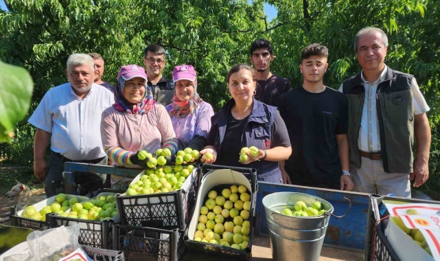 'Bayramiç beyazı'nda 20 bin ton üretim bekleniyor