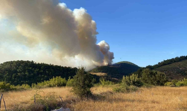 Bayramiç'teki orman yangını kontrol altına alındı, 420 futbol sahası büyüklüğünde alan küle döndü