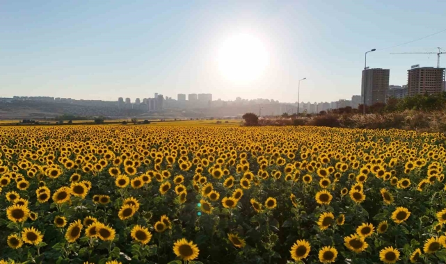 Betonlaşan İstanbul'da eşsiz ayçiçek tarlaları