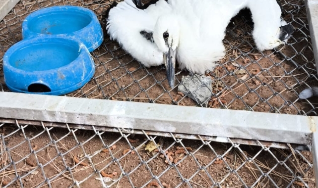 Bingöl'de yaralı bulunan yavru leylek tedavi altına alındı