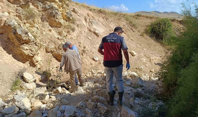 Biri uçurumdan atlayınca diğerleri peşinden koştu: 43 koyun telef oldu