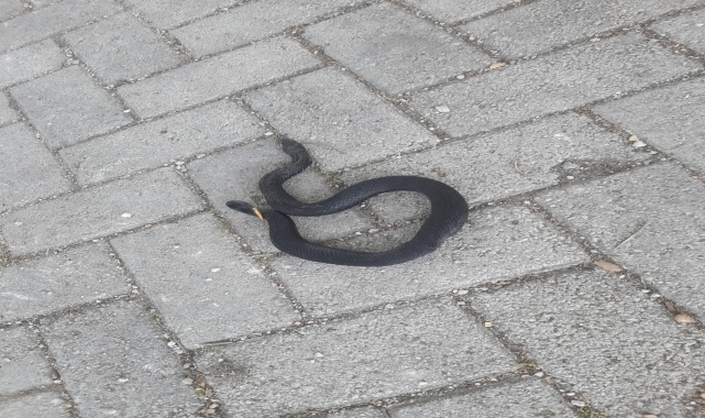 Bolu'da yayla evinin bahçesinde yakalanan yılan doğaya salındı