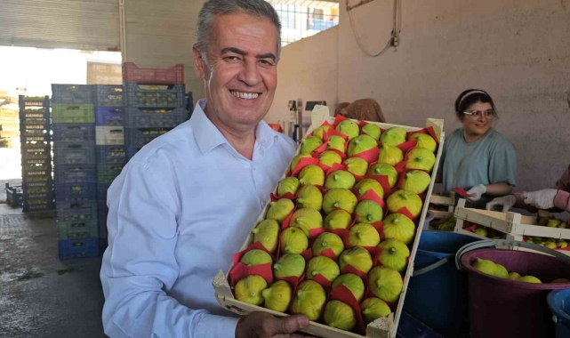 Buharkent'in taze incirinin sofralara yolculuğu sürüyor