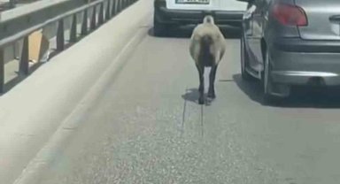 Bursa'da firar eden koyun, trafiği alt üst etti