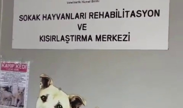 Büyükada Rehabilitasyon Merkezi'nde 'hayvanlara bakılmıyor' iddiası