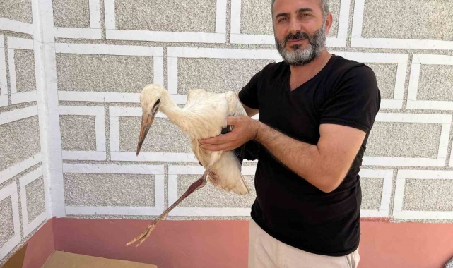 Cami kubbesinde mahsur kalan yaralı leyleğe kurtarma operasyonu