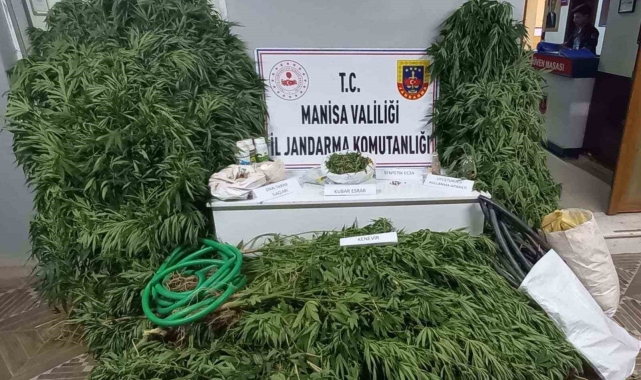 Cezaevi firarisi kenevir sularken suçüstü yakalandı