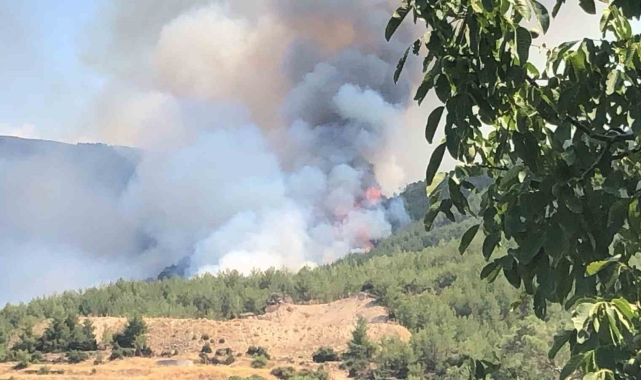 Çine'de orman yangını