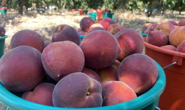 Coğrafi işaret tescilli Lapseki şeftalisi Rusya pazarında