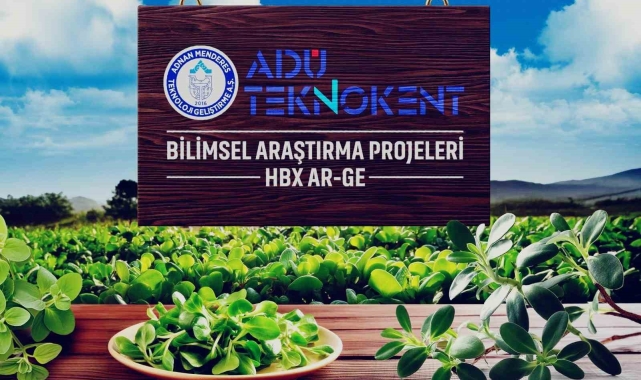 Değeri bilinmeyene semizotu, sağlık dostu çıktı