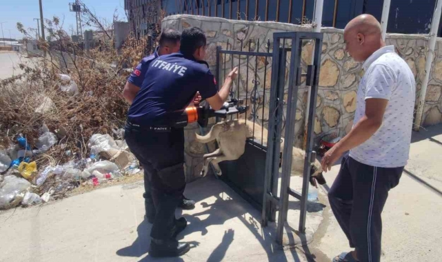 Demir kapıya sıkışan köpeği itfaiye ekibi kurtardı