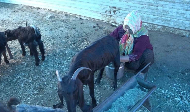 Depremzede kadın besici, devlet desteğiyle besiciliğe devam ediyor