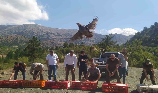 Derebucak'ta doğaya 800 kınalı keklik bırakıldı