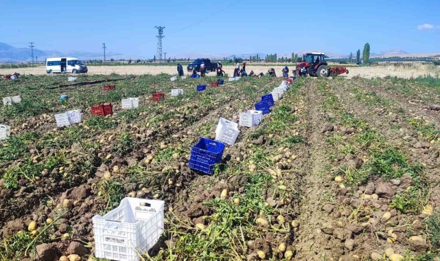 Dinar'da patates hasadı başladı