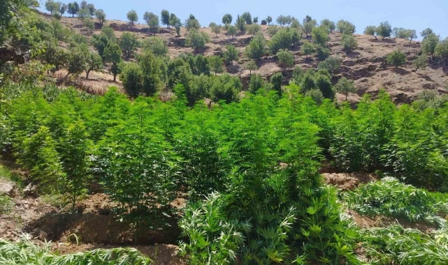 Diyarbakır'da 1 milyon 459 bin kök kenevir ve skunk ele geçirildi