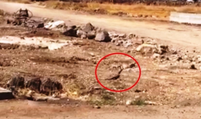 Diyarbakır'da siyah yılanların dansı görüntülendi