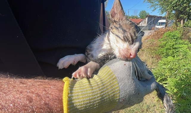 Düzce'de yangında dumandan etkilenen kedi yavrusunu itfaiye veterinere yetiştirdi